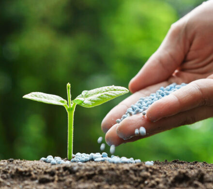 قلی پور: اجرای طرح توسعه کشاورزی حفاظتی در مرکزی هدفگذاری شد