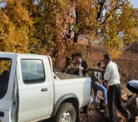 کشف و ضبط ۳۰۰ کیلوگرم چوب بلوط قاچاق در روستای آلمانه